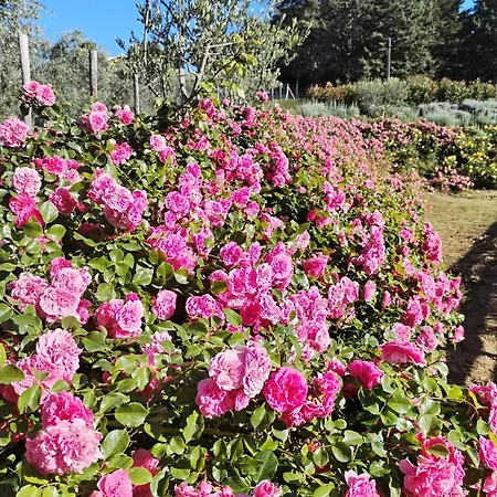Il Gelso Castorano (Ascoli Piceno)