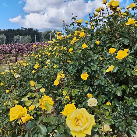 Il Gelso Nocleg ze śniadaniem